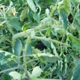 Šta učiniti ako se listovi paradajza savijaju u čamcu